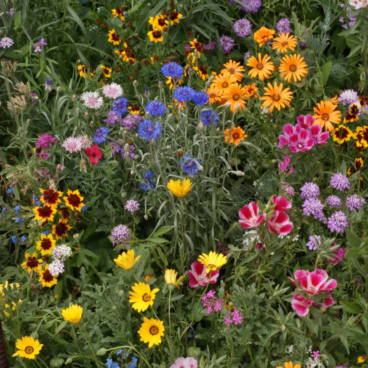 Wildflower, Knee-Hi Mix