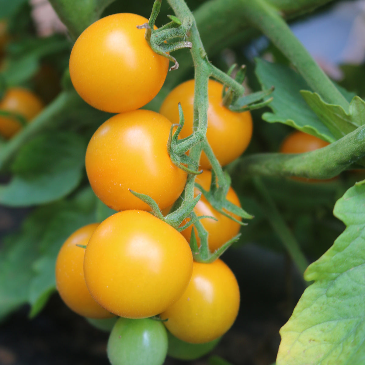 Tomato, Lemonsugar Hybrid