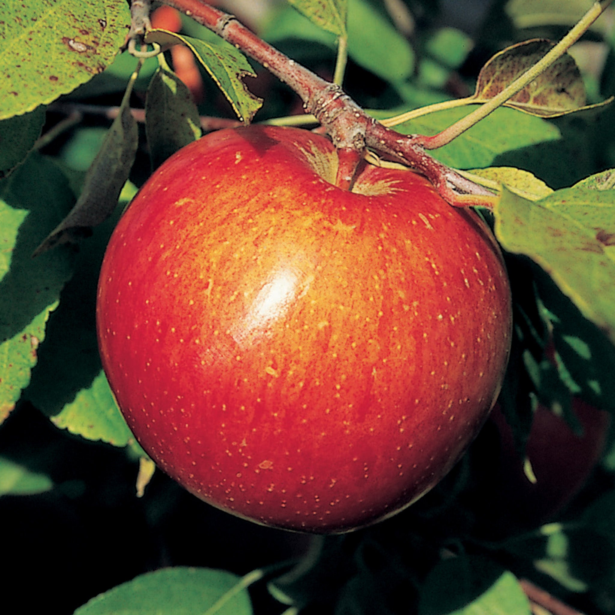 Apple, Semi-Dwarf, Red Haralson