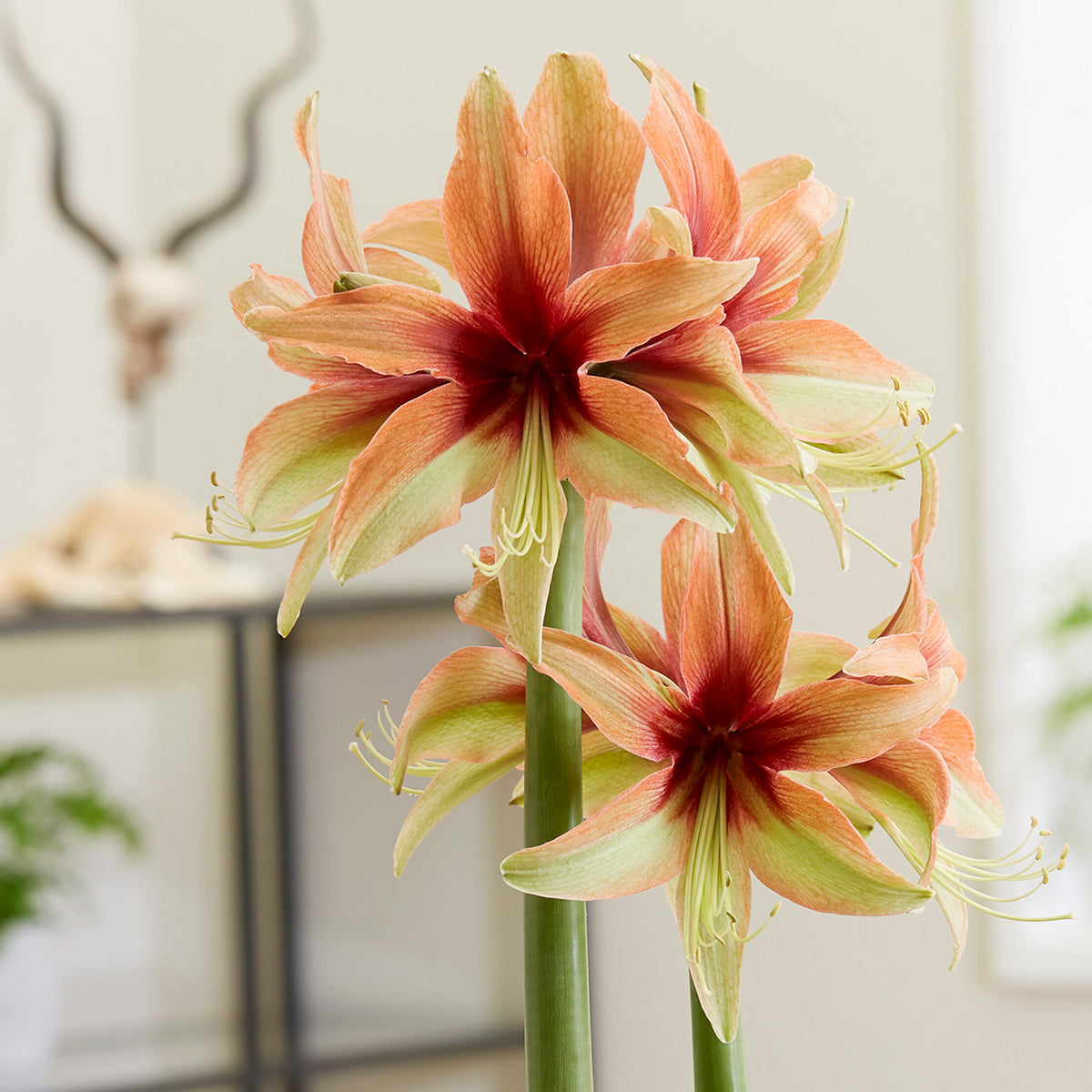 Amaryllis, Wild Amazone