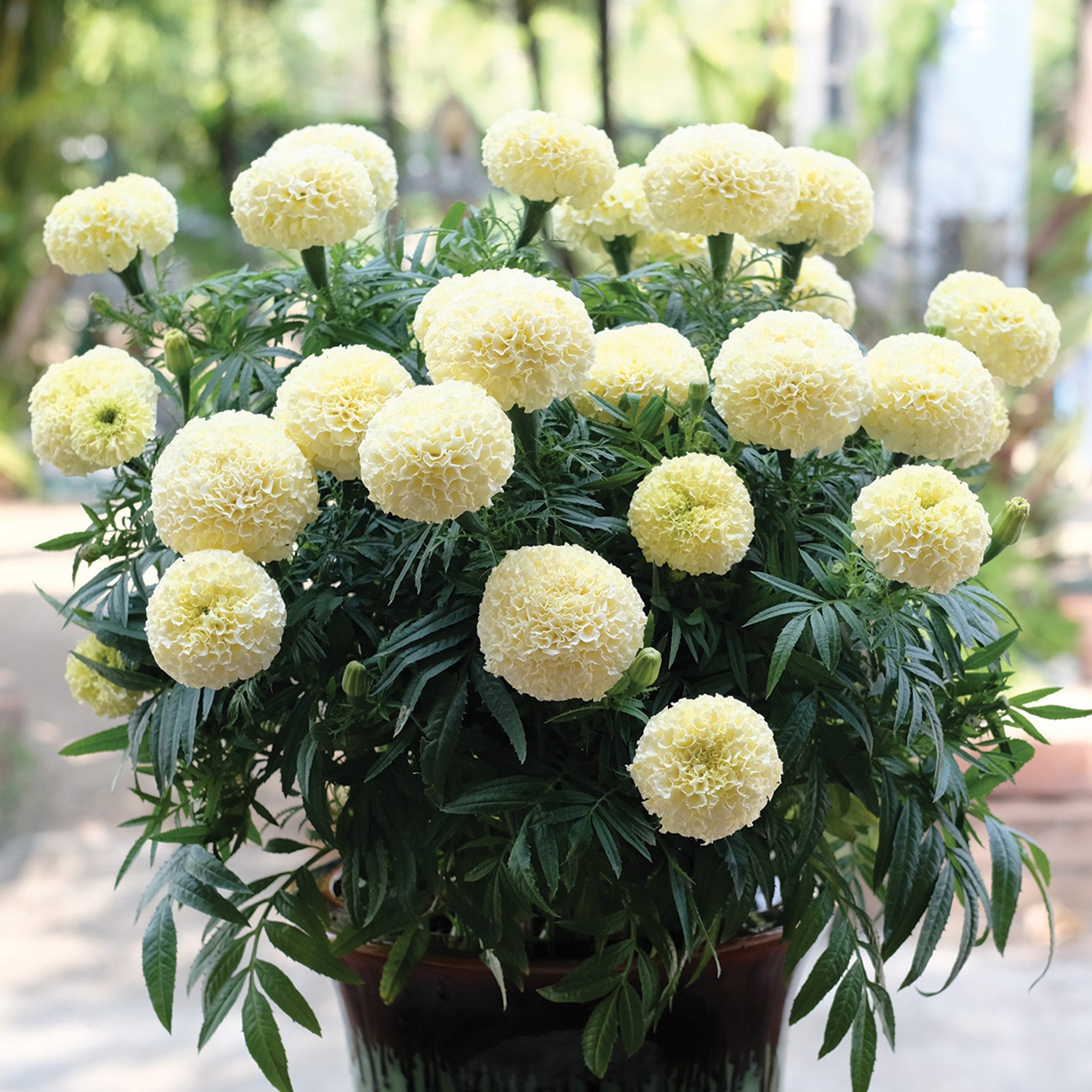 Marigold, Swan Big Hybrid