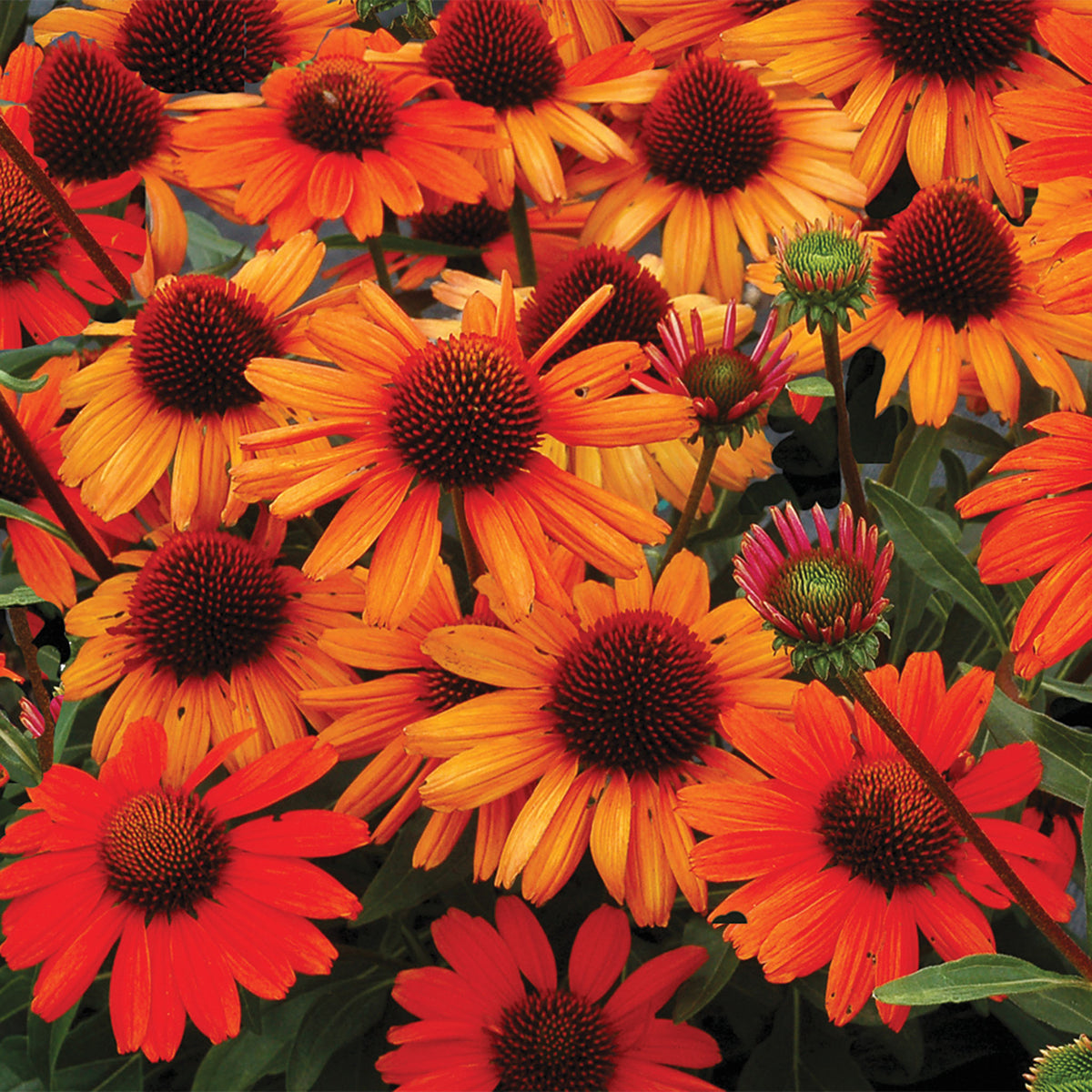 Echinacea, Kismet® Intense Orange