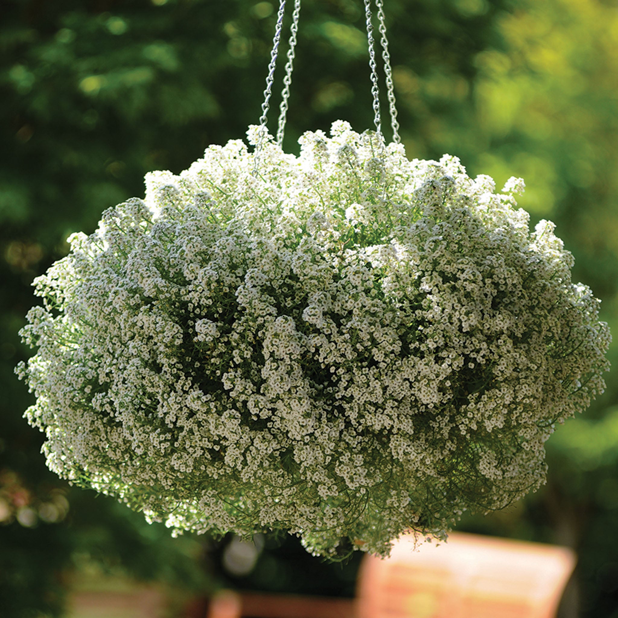 Alyssum, Clear Crystal® White
