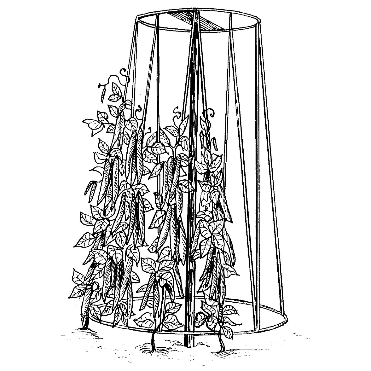 Bean And Pea Tower