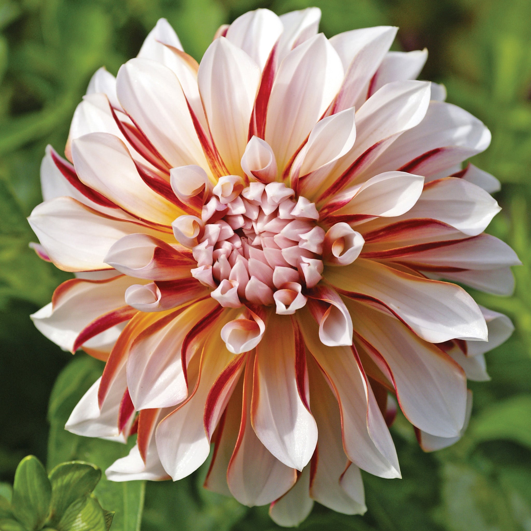 Dahlia, Caribbean Fantasy