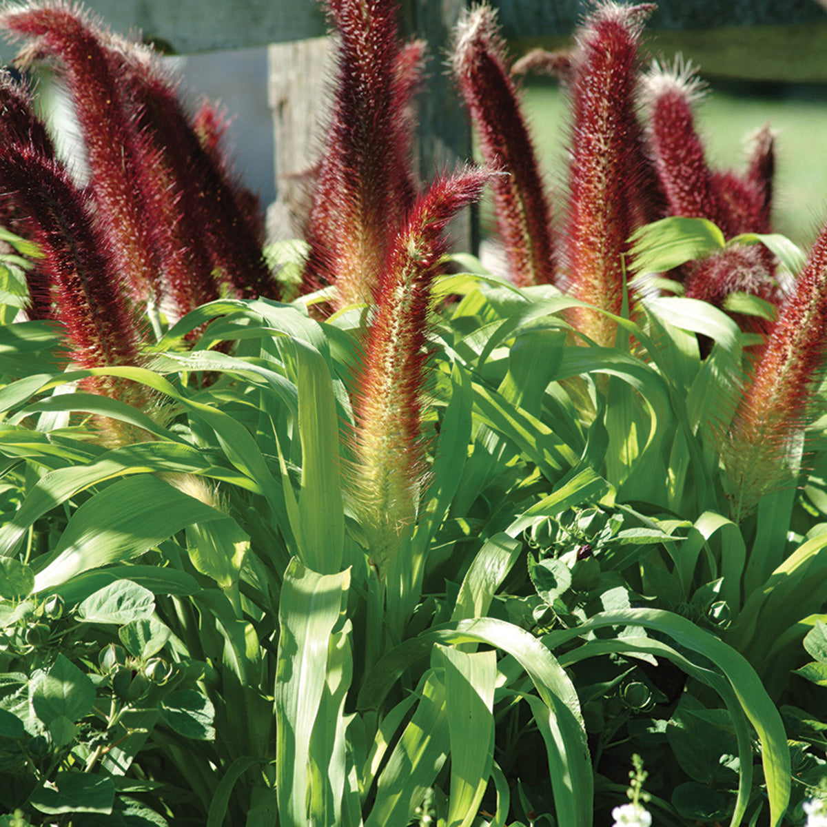 Millet, Ornamental, Jade Princess Hybrid