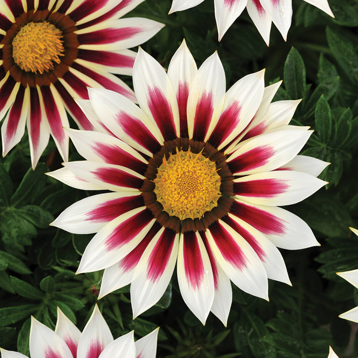 Gazania, New Day® Rose Stripe Hybrid