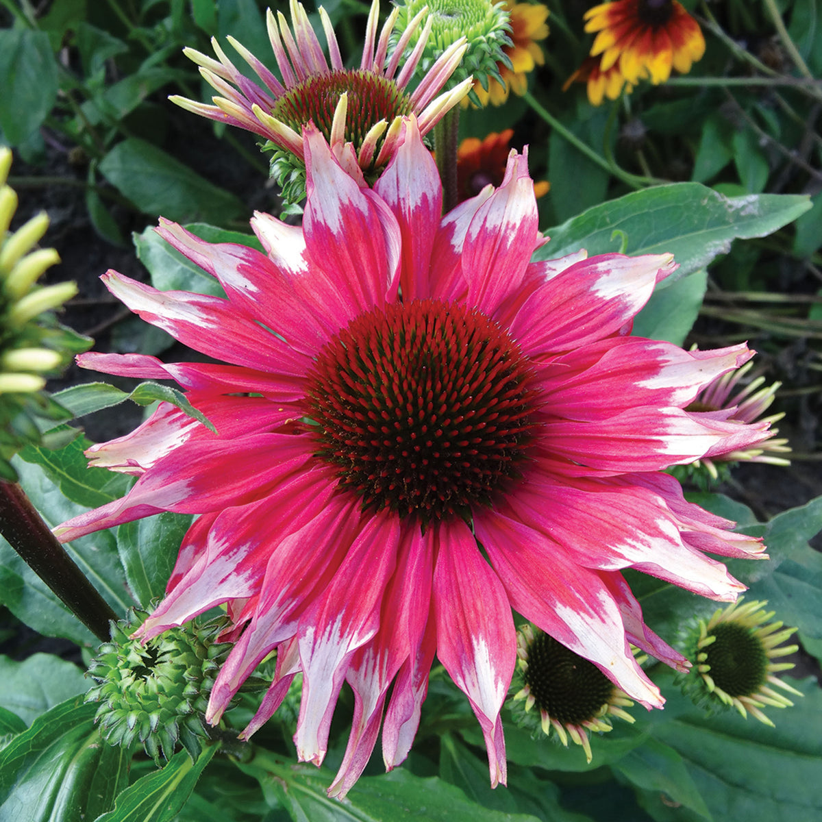 Echinacea, Playful Meadow Mama