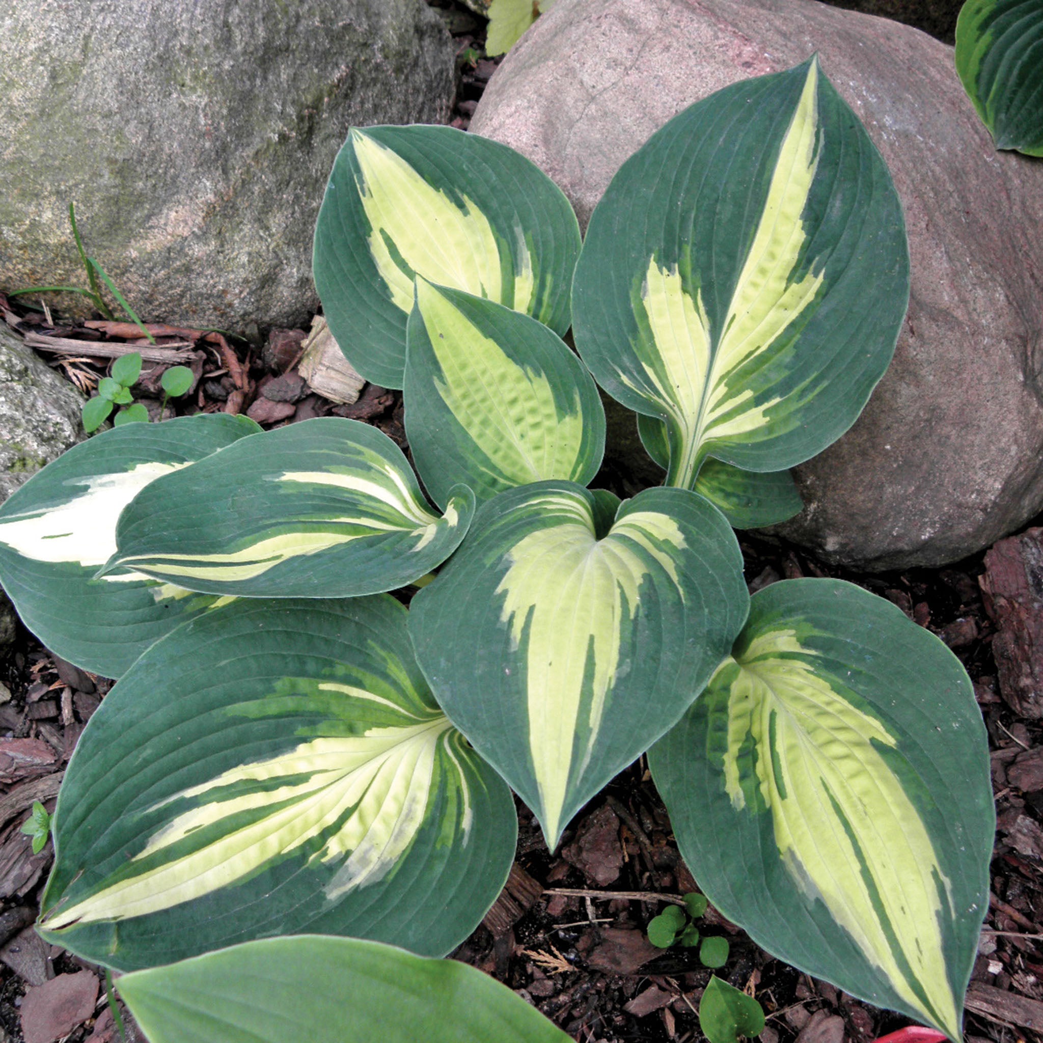 Hosta, Lakeside Cupcake