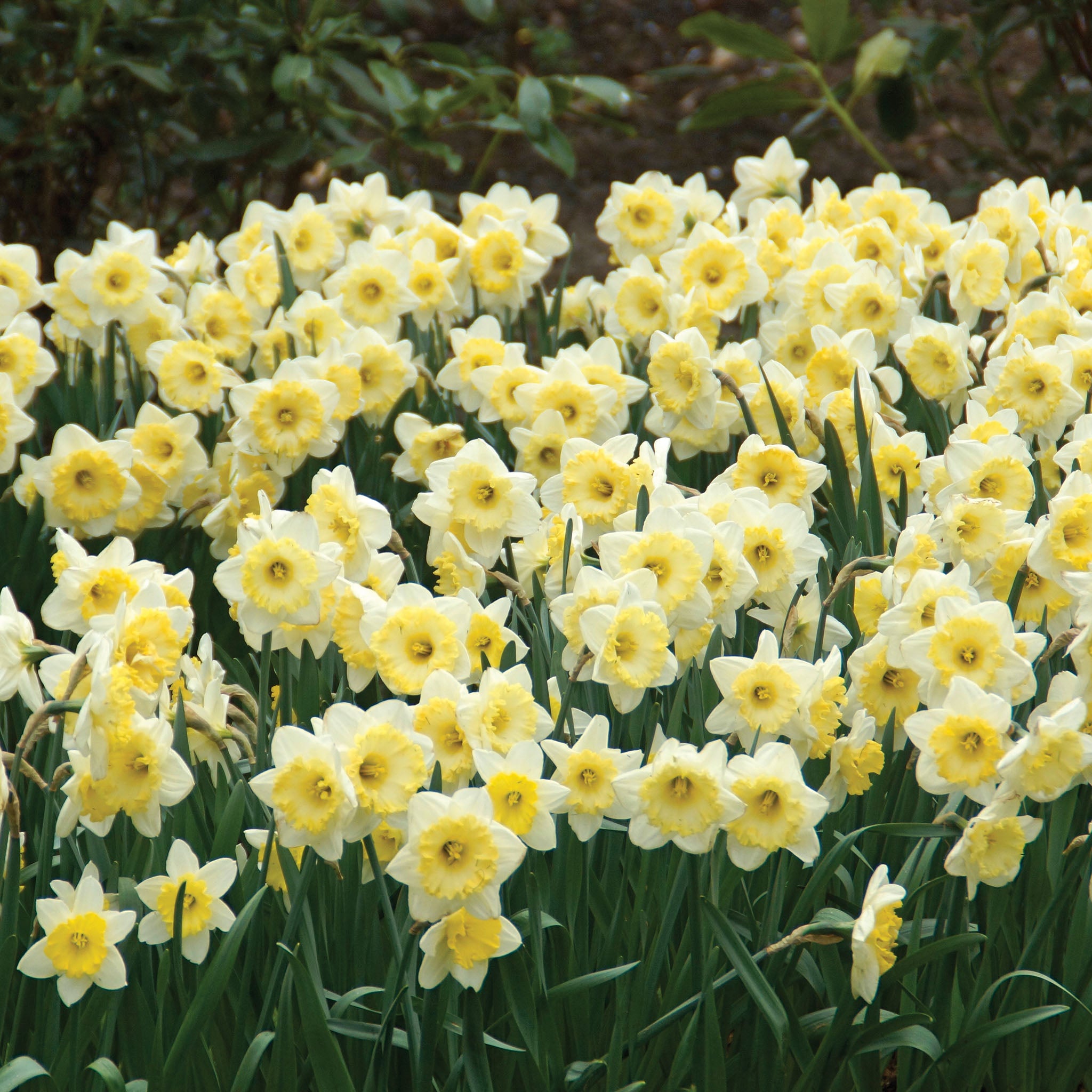 Daffodil, Ice Follies, 10 Pack