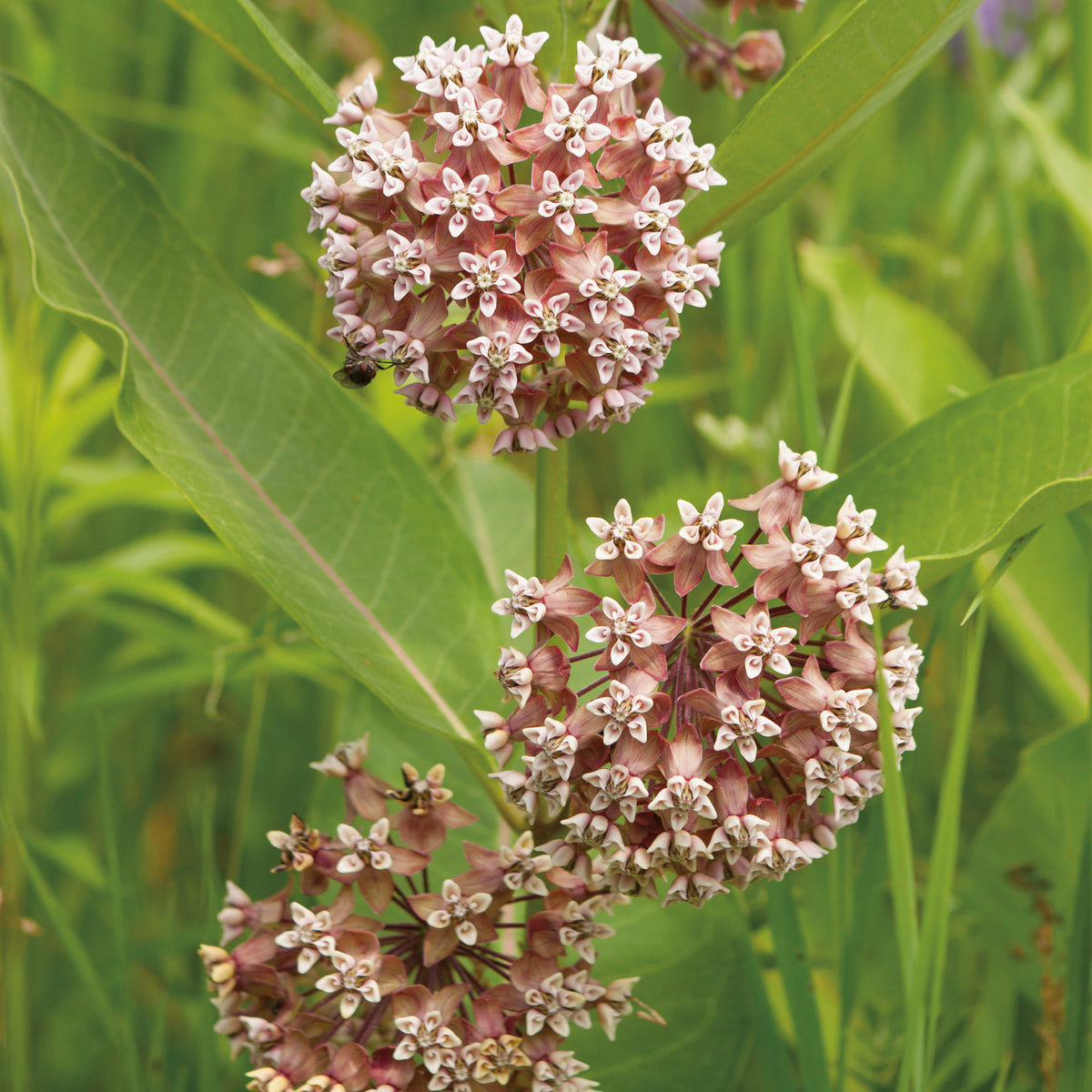 Milkweed, Common (Asclepias)