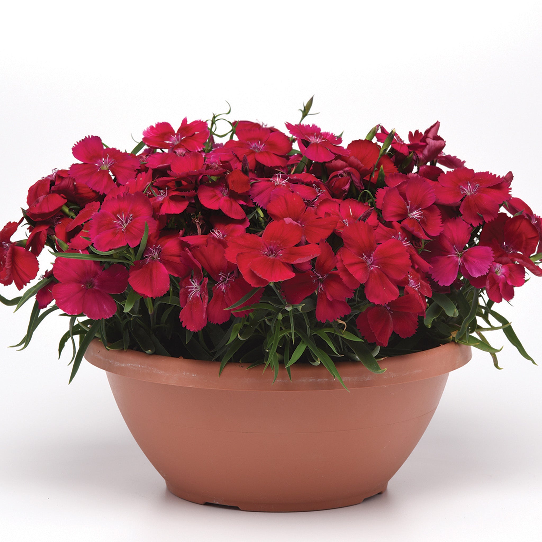 Dianthus, Coronet™ Cherry Red Hybrid