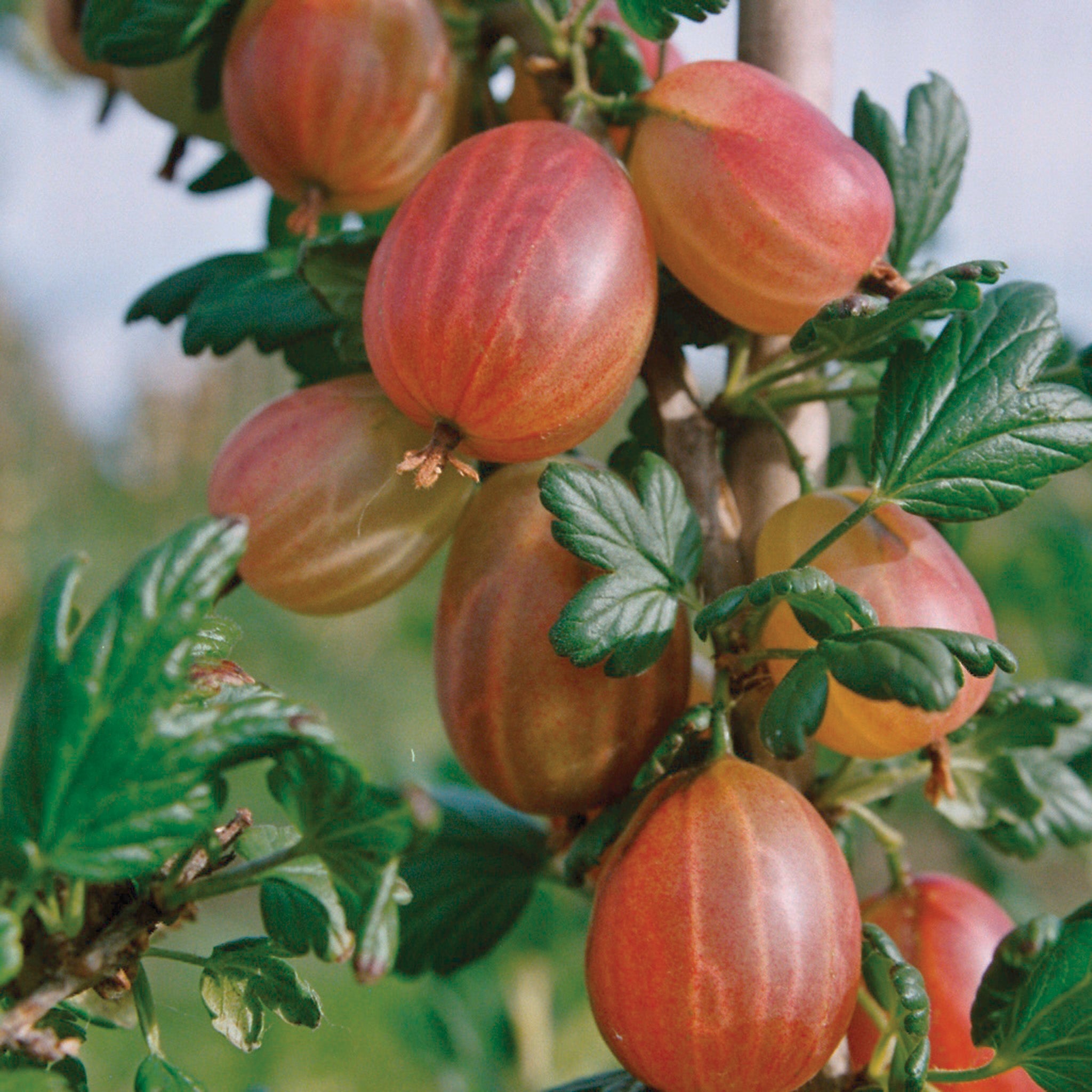 Gooseberry, Tixia™