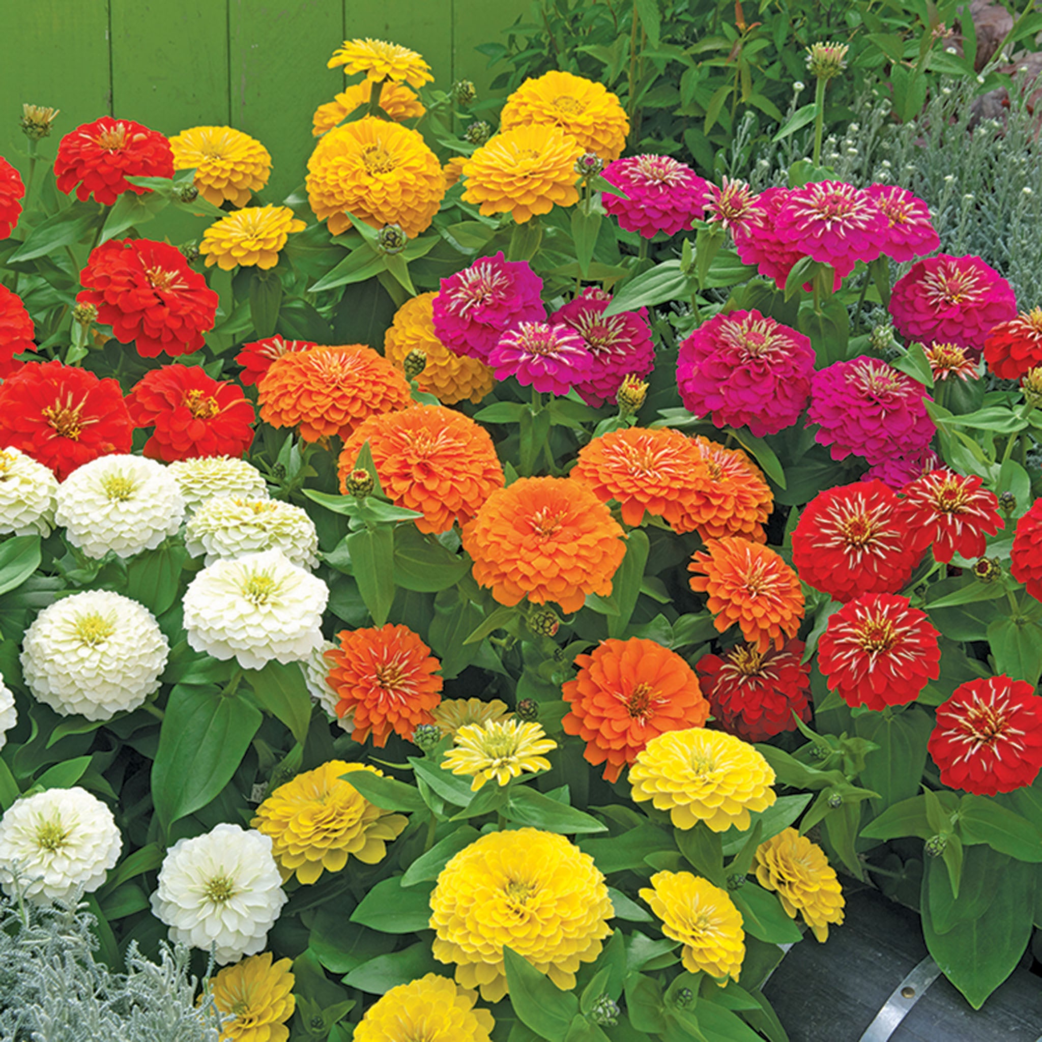 Zinnia, Preciosa™ Mix Hybrid