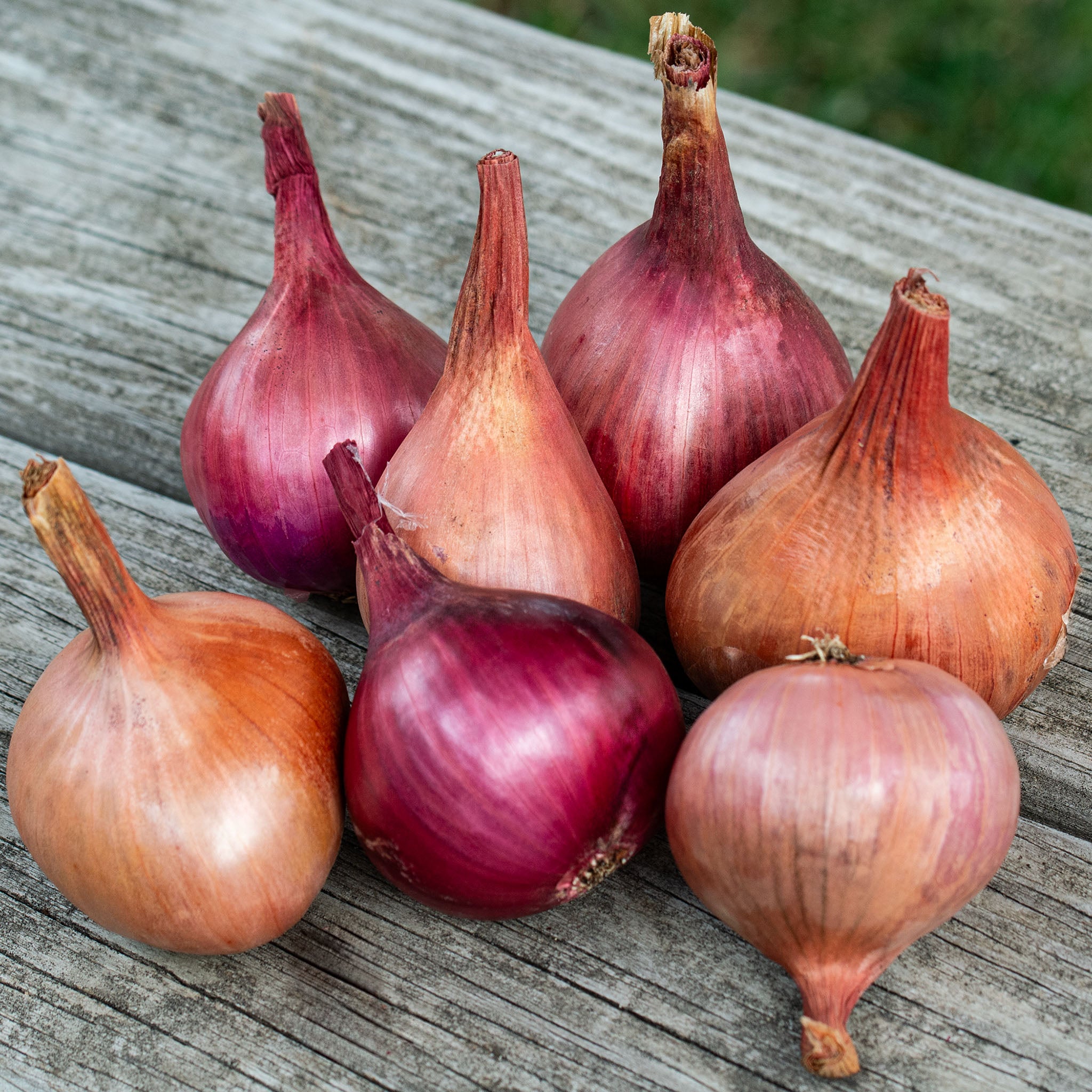 Shallot, Hybrid Blend