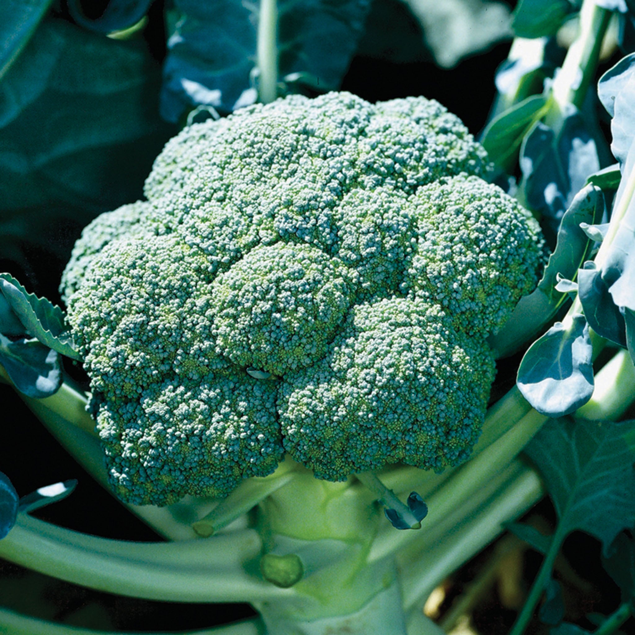 Broccoli, Belstar Hybrid