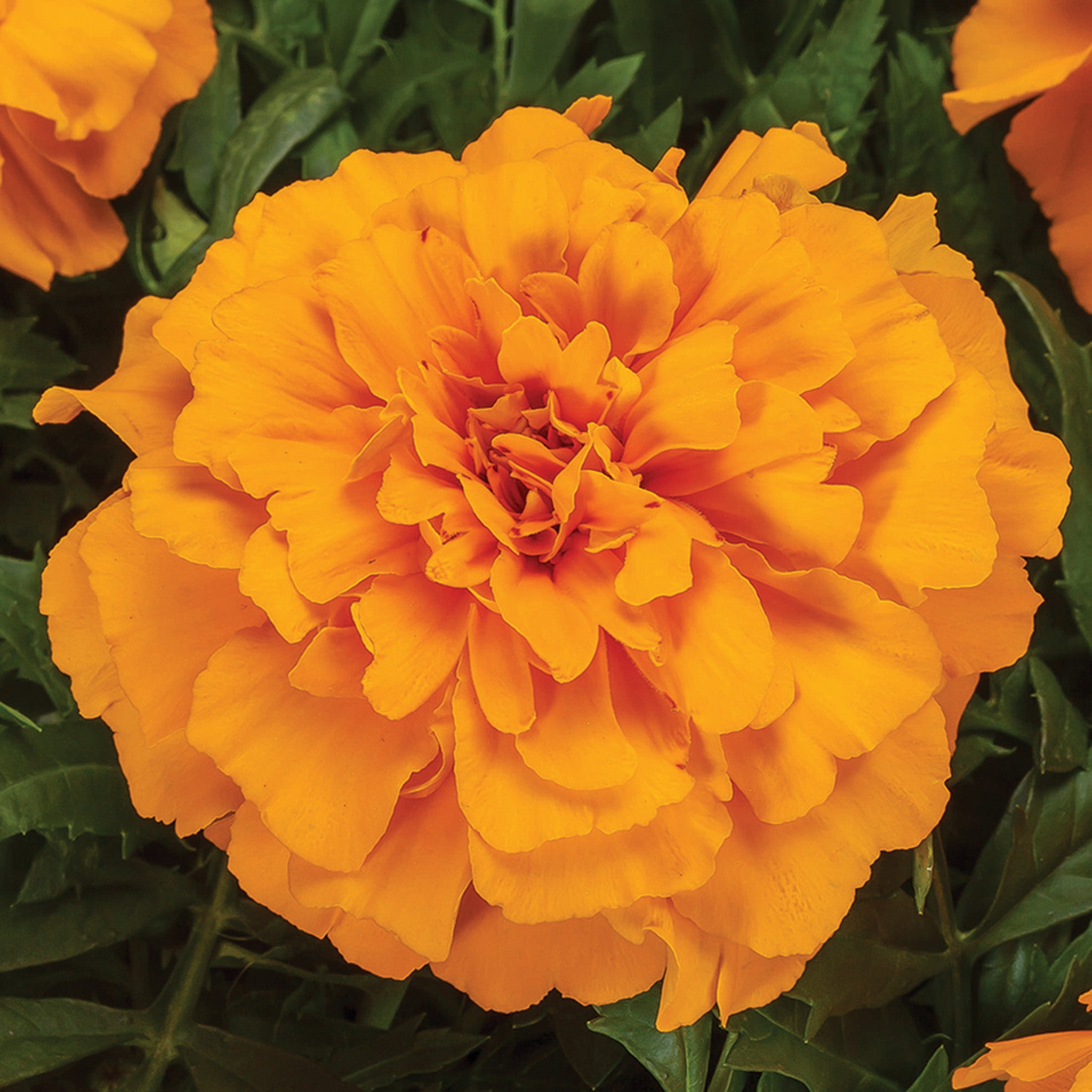 Marigold, Endurance™ Orange Hybrid