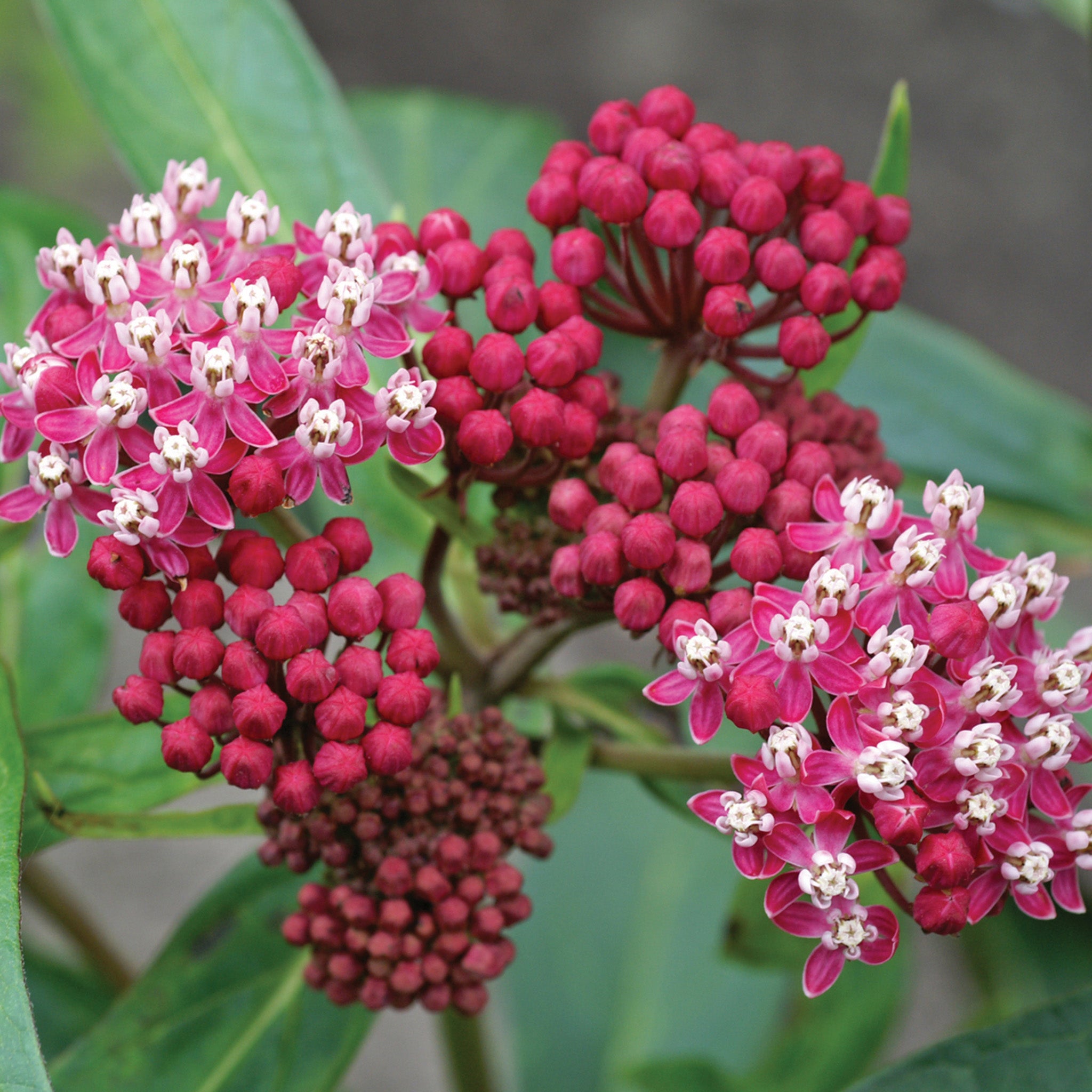 Butterfly Weed, Soulmate (Asclepias)