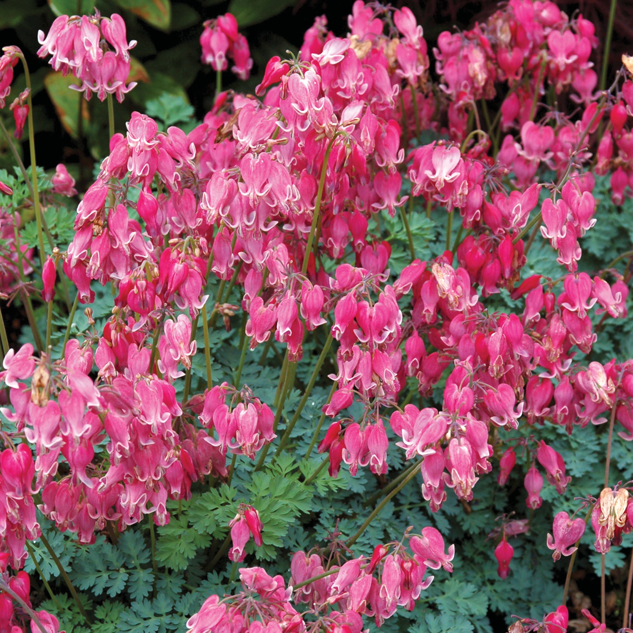 Bleeding Heart, King of Hearts