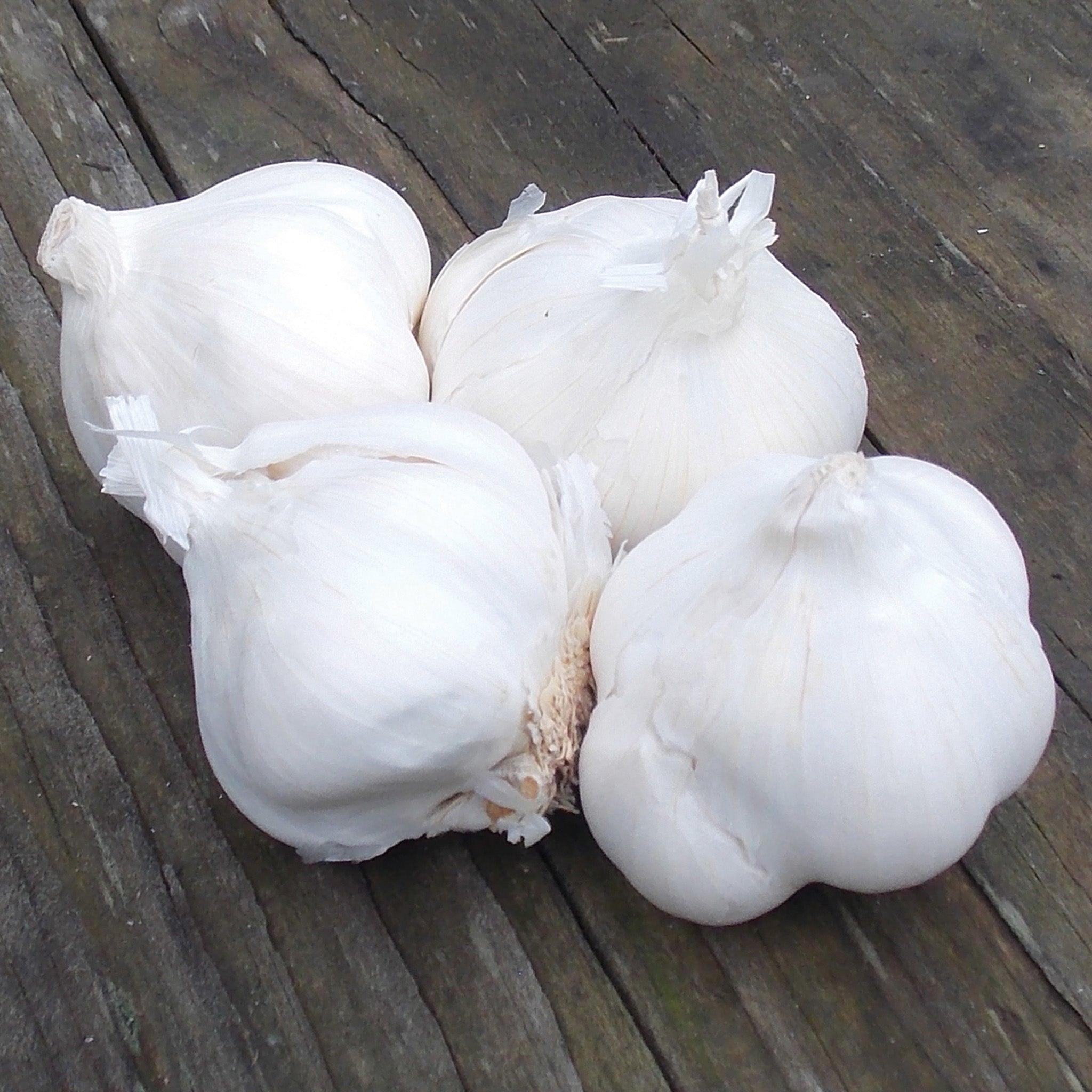 Garlic, Silver Rose, 1/2 Lb