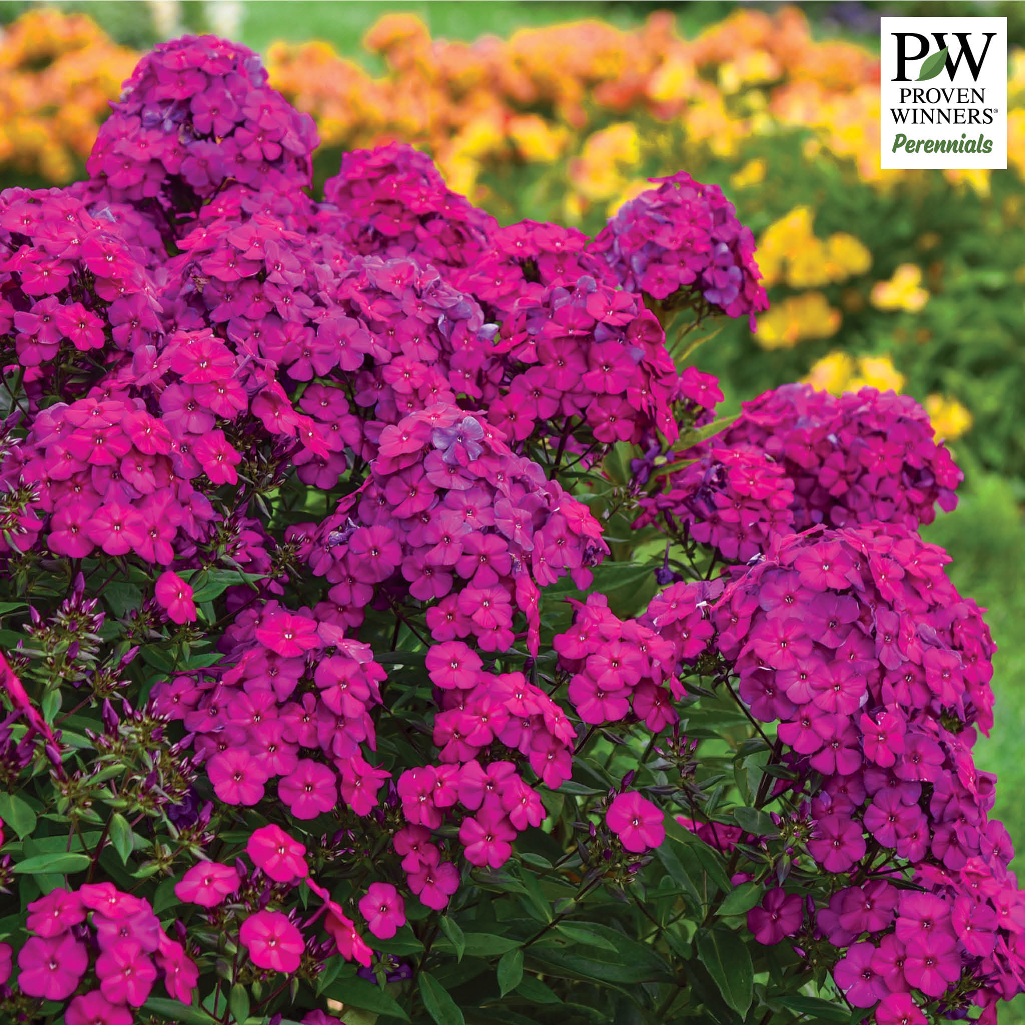Phlox, Luminary® Ultraviolet