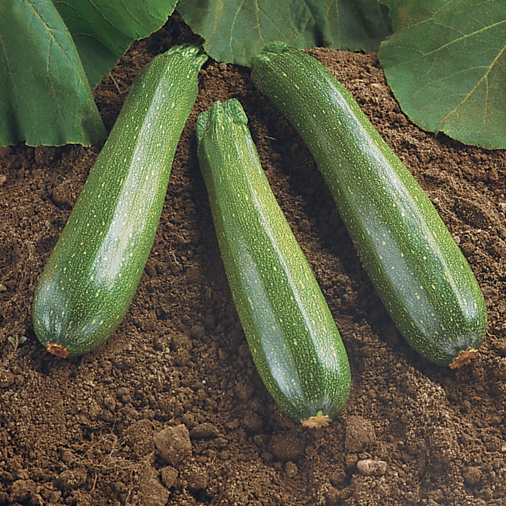 Squash, Summer, Spineless Beauty Hybrid