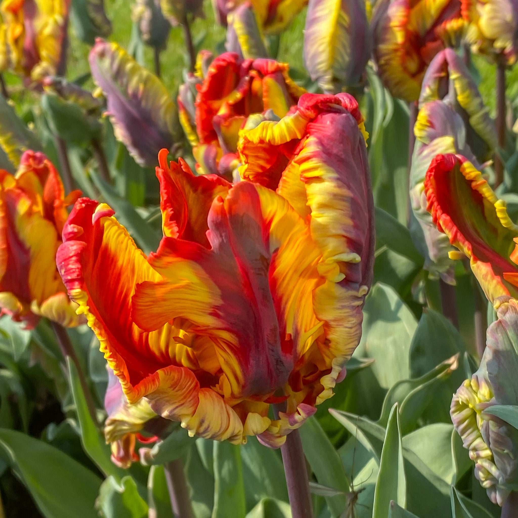 Tulip, Rasta Parrot, 10 Pack