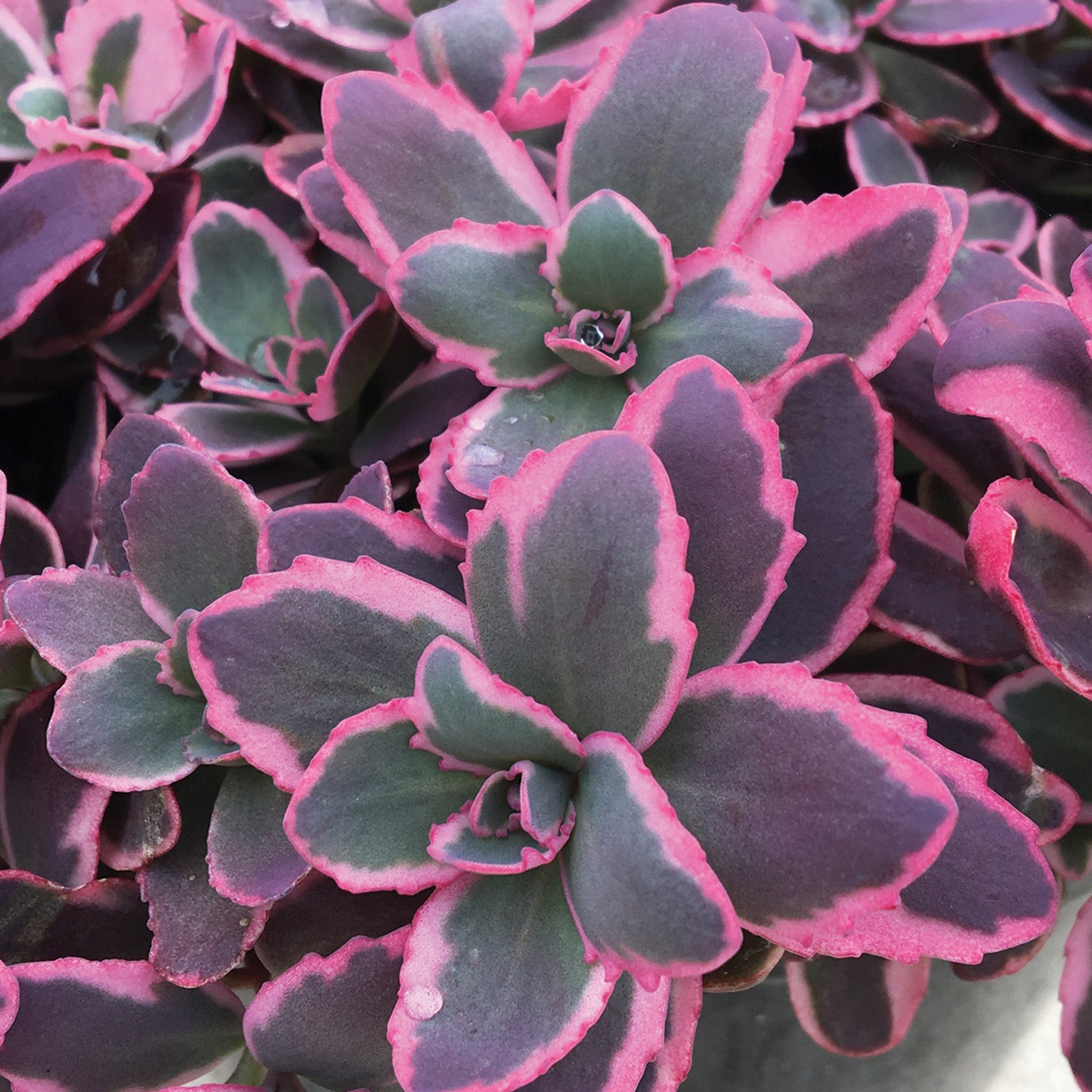 Sedum, Sunsparkler® Dream Dazzler