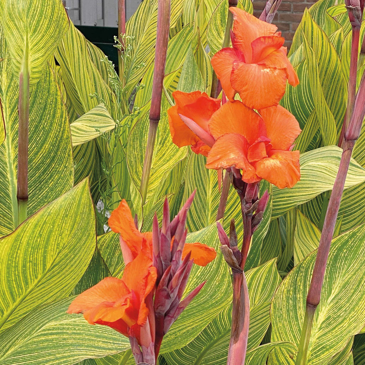 Canna, Pretoria, Pack of 3