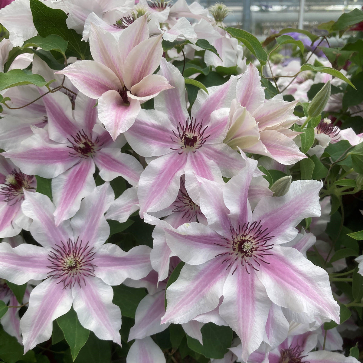 Clematis, Ithemba™