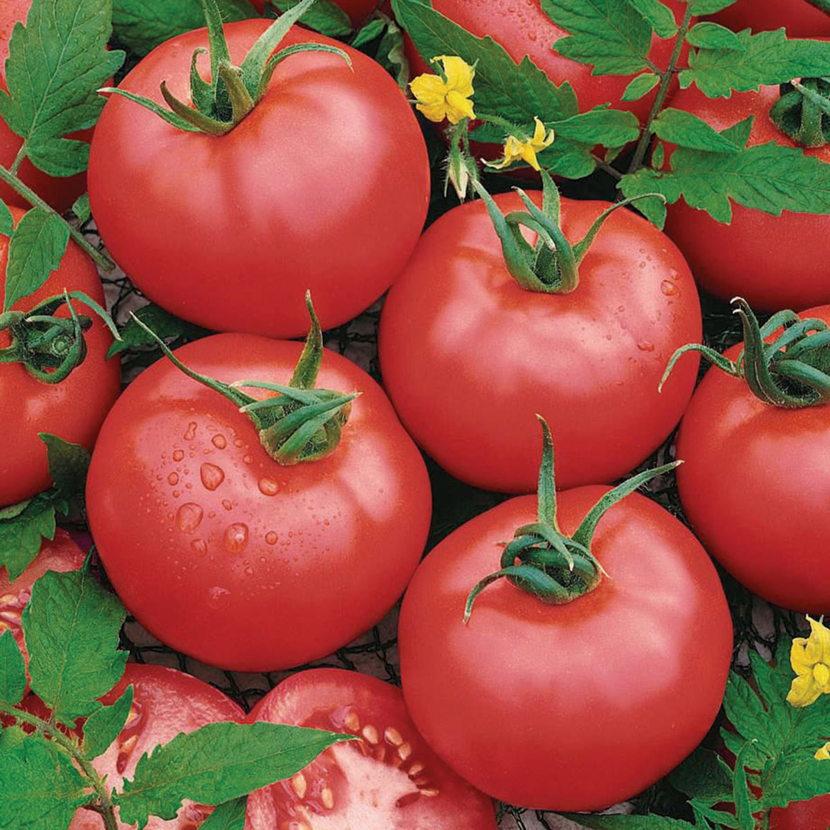 Tomato, Pink Brandymaster Hybrid