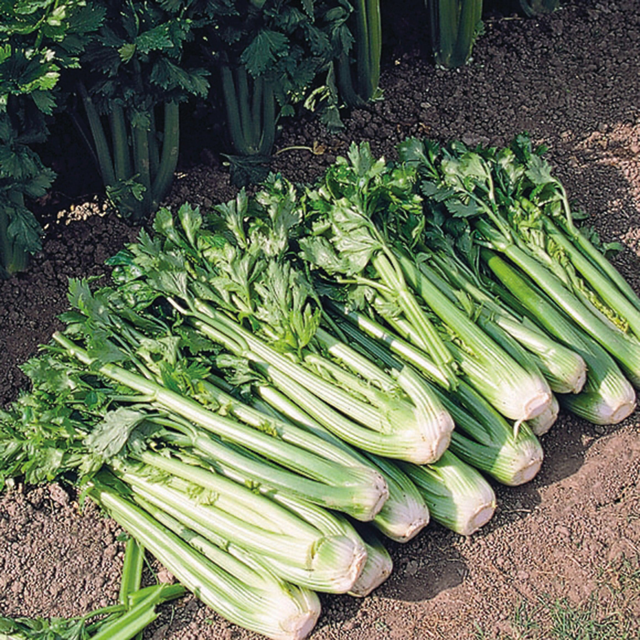 Celery, Tango Organic