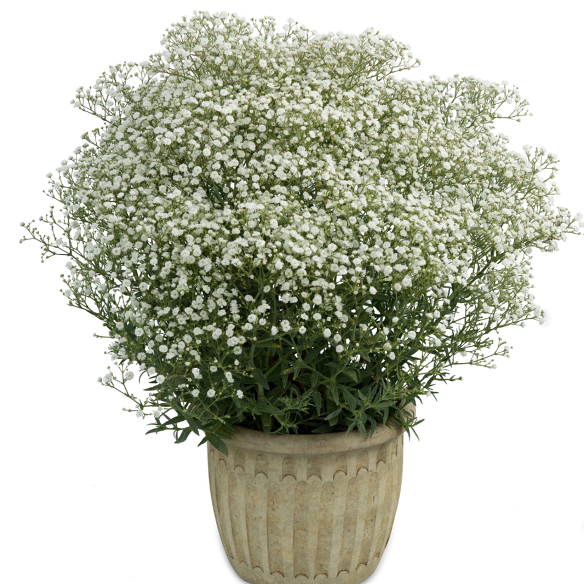 Gypsophila, Festival™ White Flare