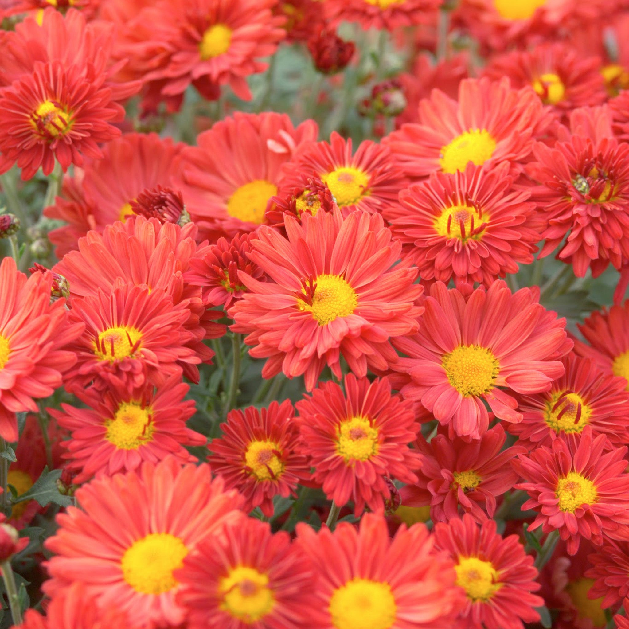 Chrysanthemum, Mammoth™ Dark Bronze Daisy