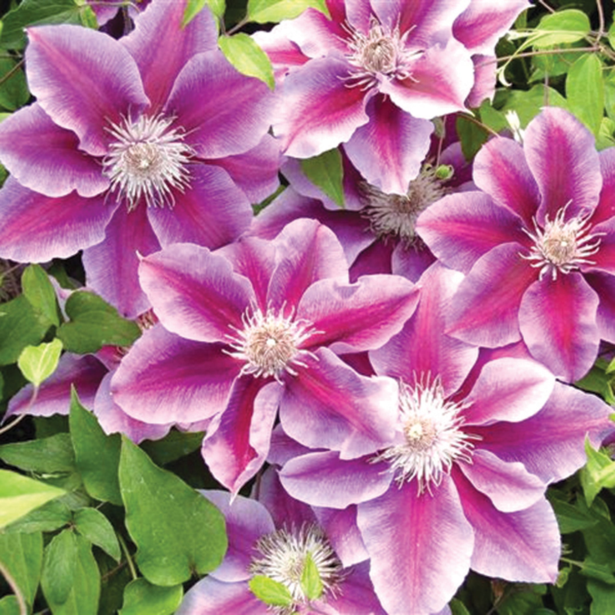 Clematis, Kilian Donahue