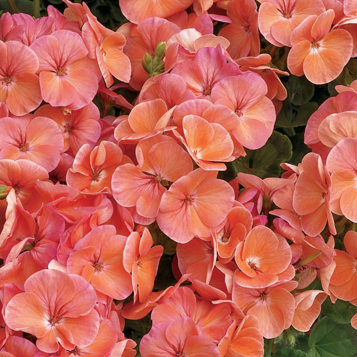 Geranium, Multibloom™ Salmon Hybrid