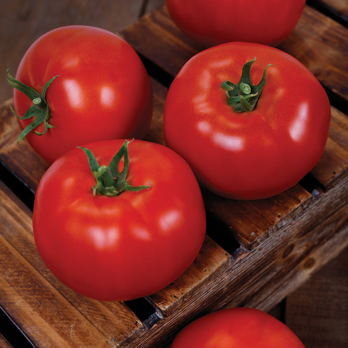 Tomato, Firebird Hybrid