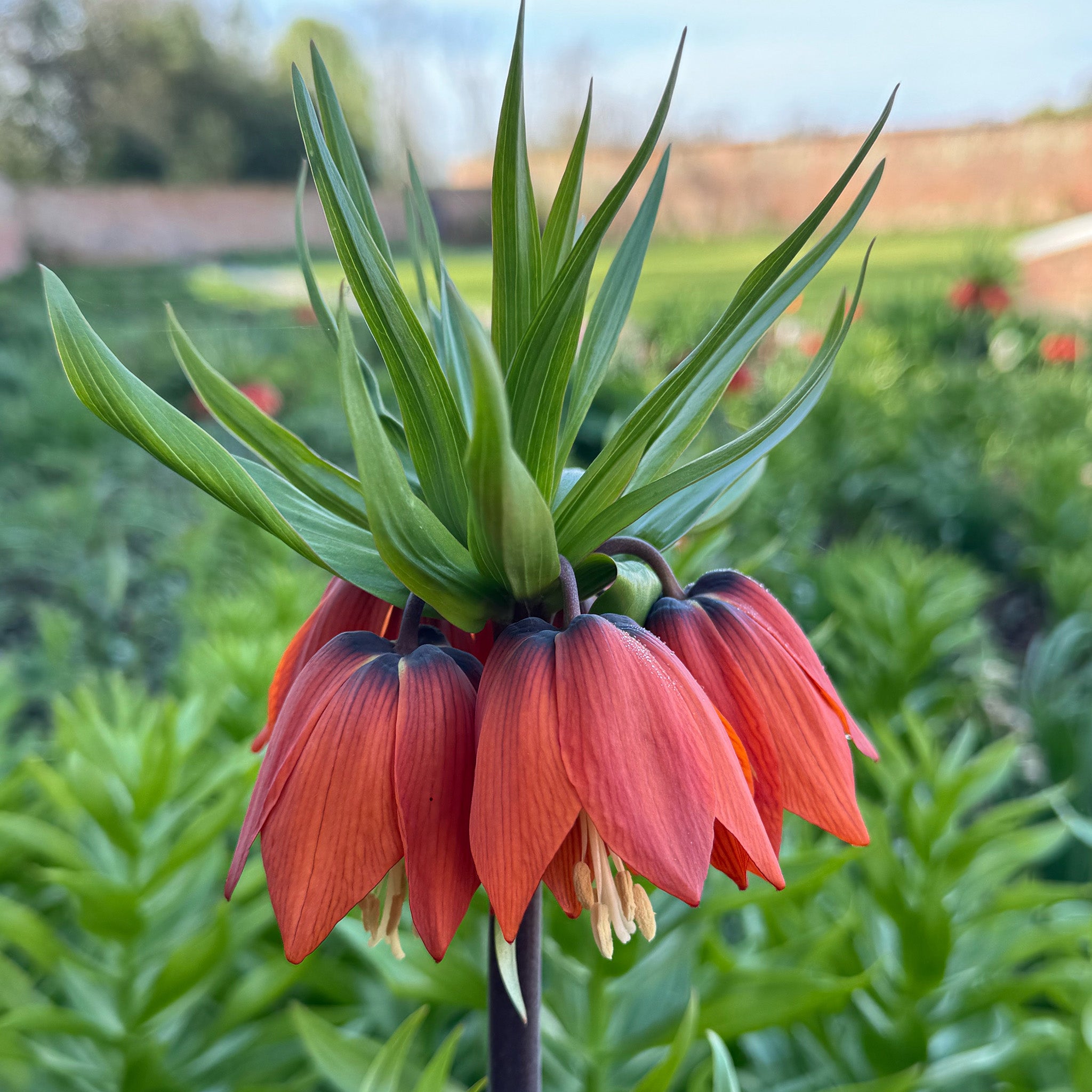 Fritillaria, Red Crown