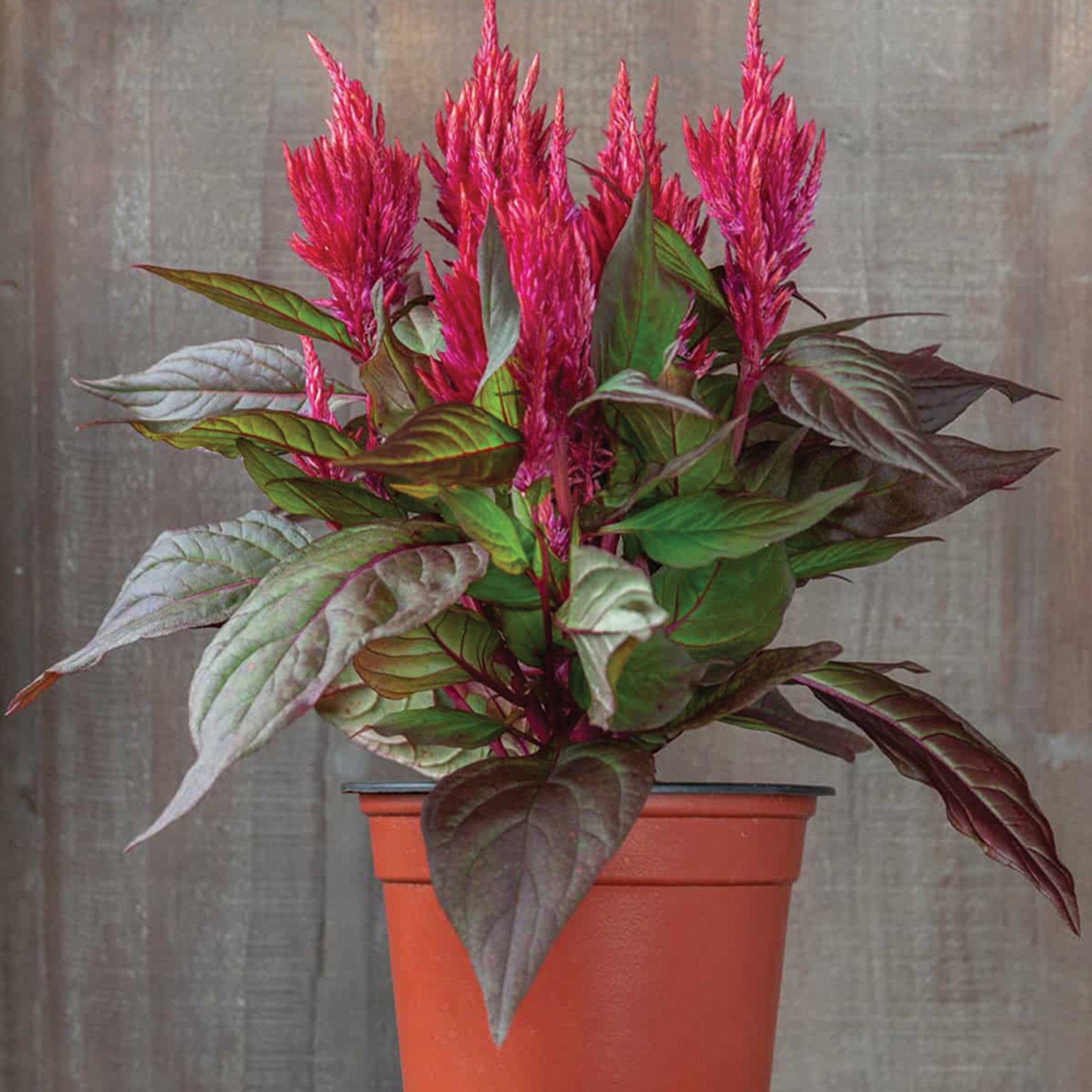 Celosia, Burning Embers