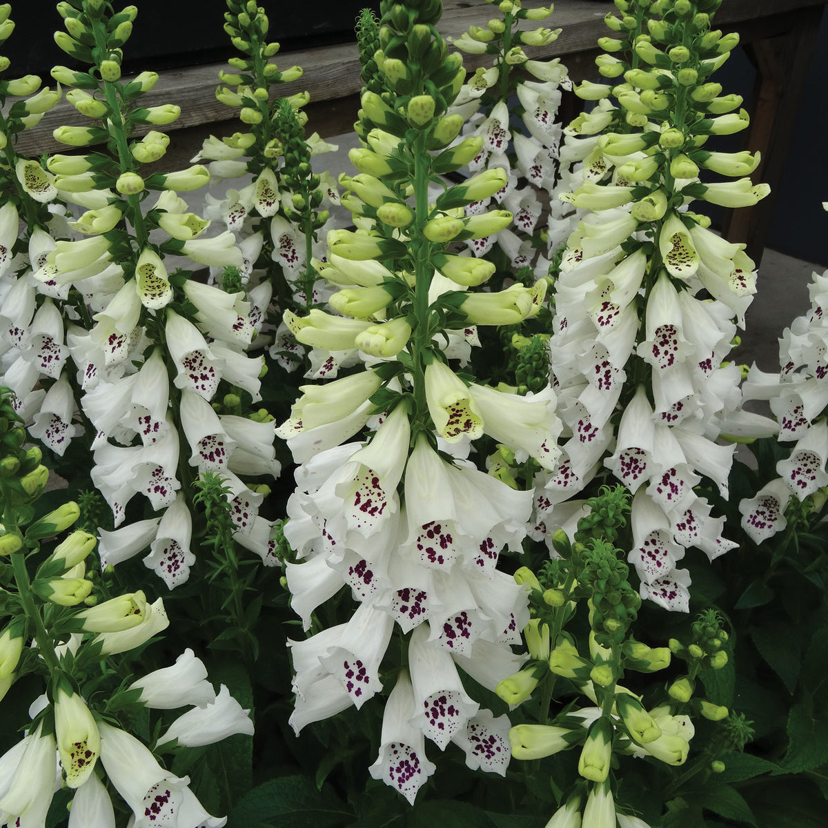 Foxglove, Dalmatian White Improved