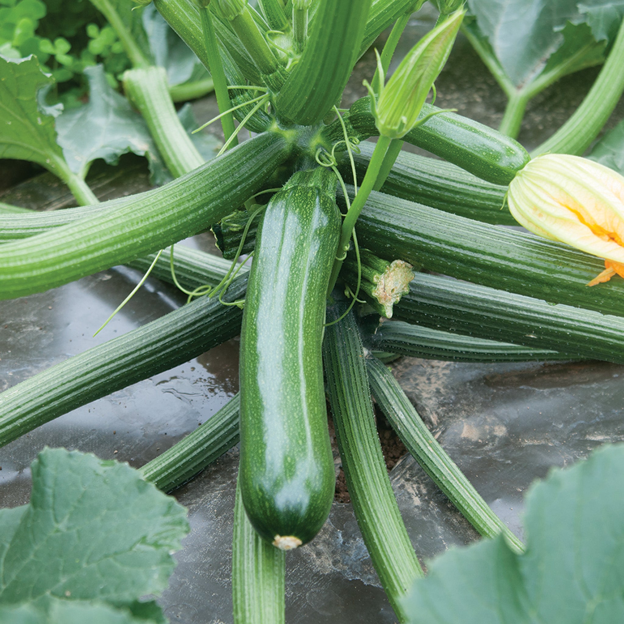 Squash, Summer, Green Machine Zucchini Hybrid Organic
