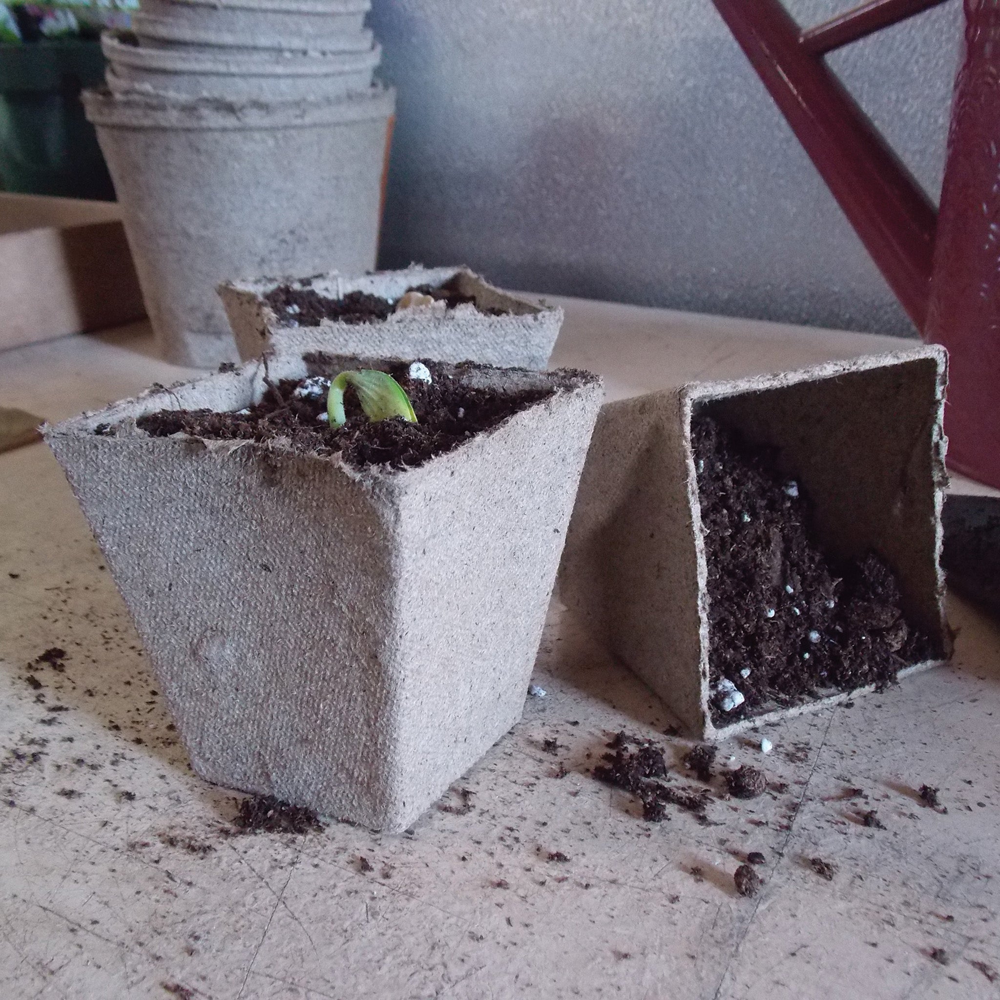 Jiffy® Peat Pots, 3 Inch Square