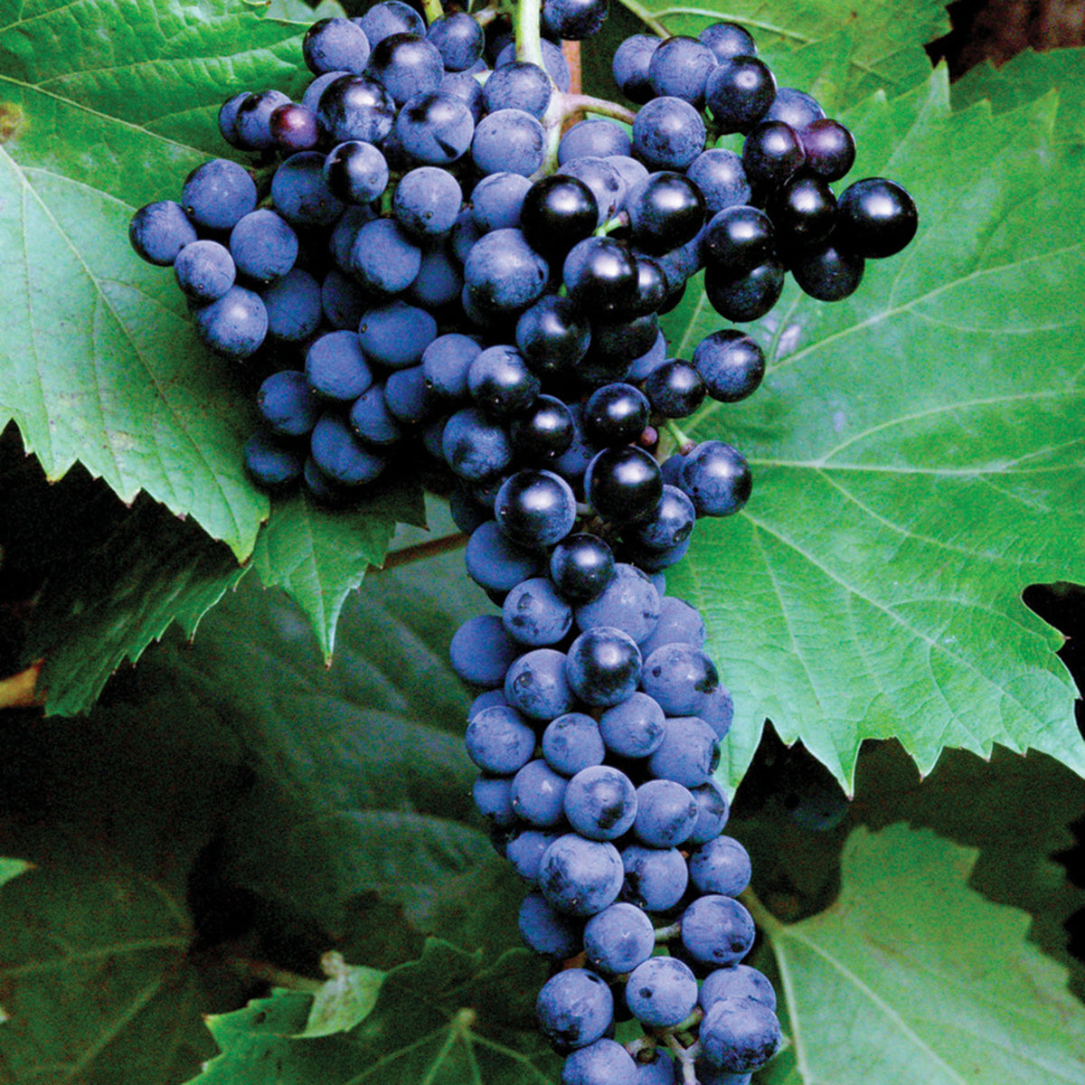 Grape, Frontenac