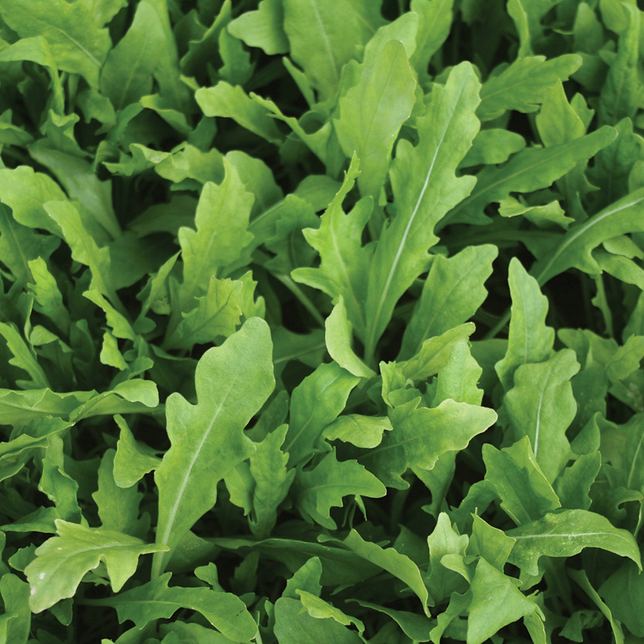 Arugula, Wildfire®