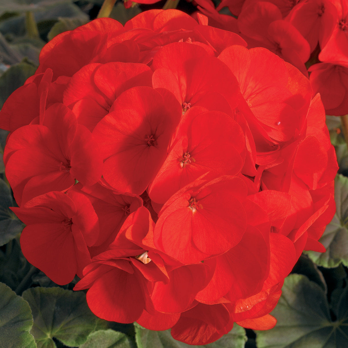 Geranium, Bullseye™ Scarlet Hybrid