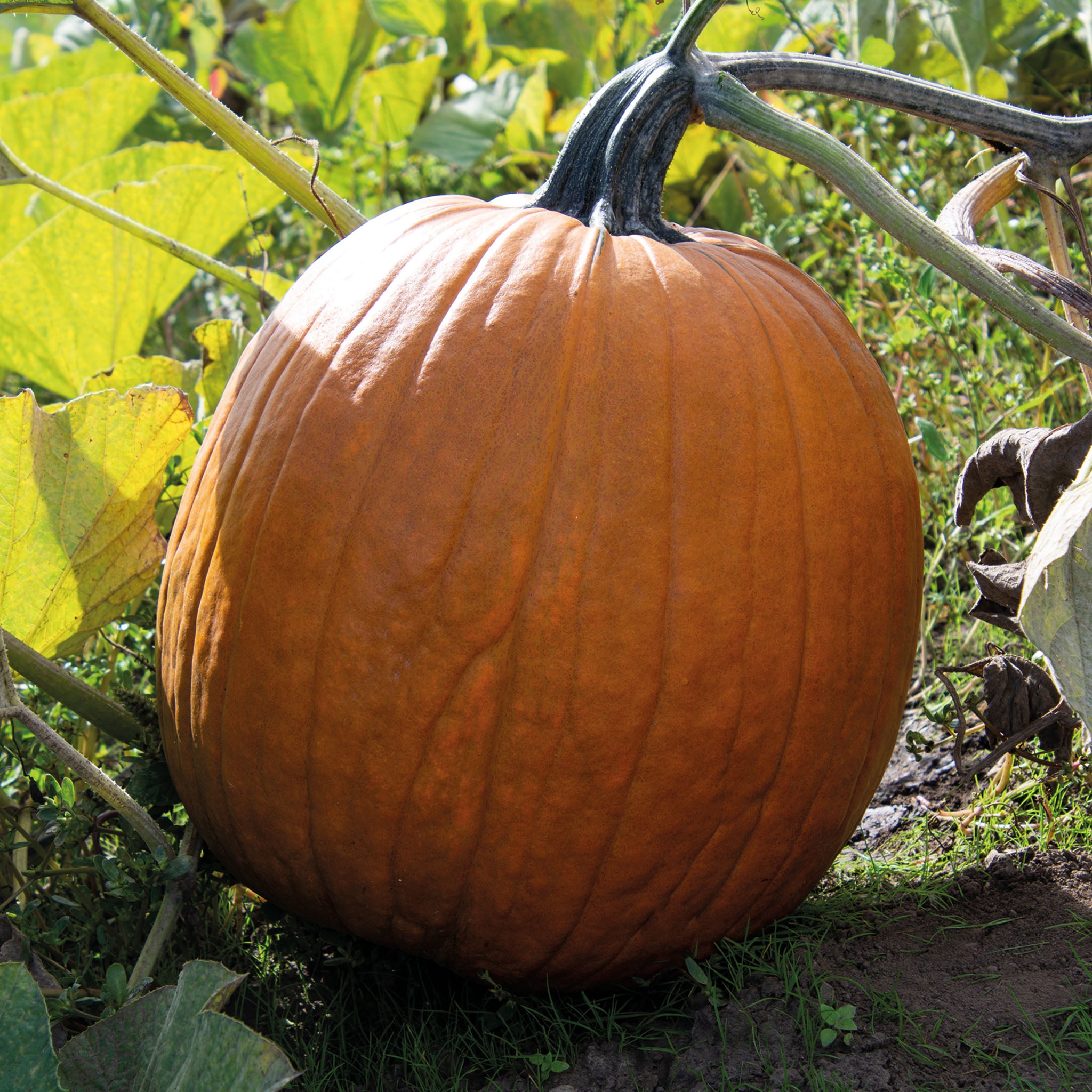Pumpkin, Howden Organic