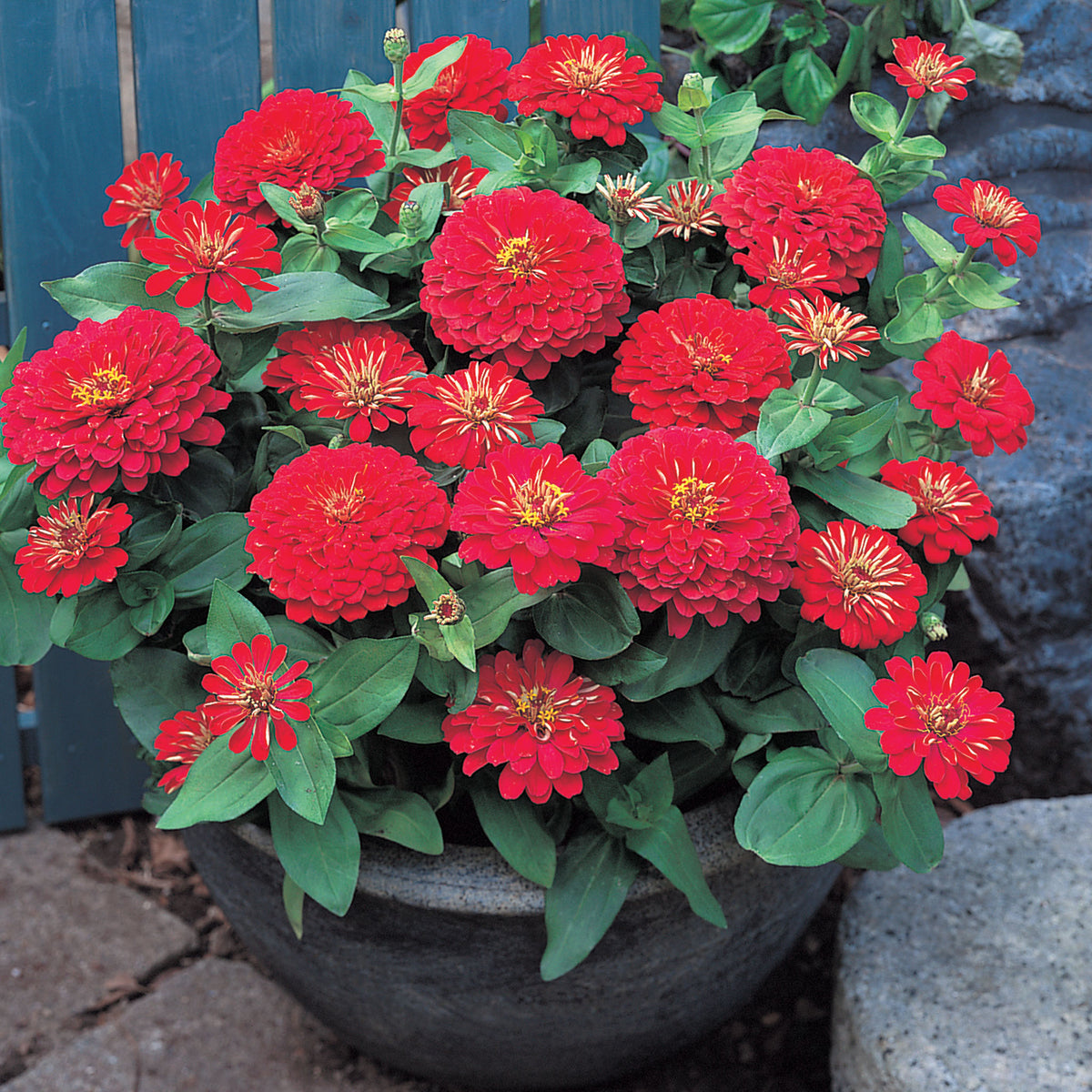 Zinnia, Dreamland™ Red Hybrid