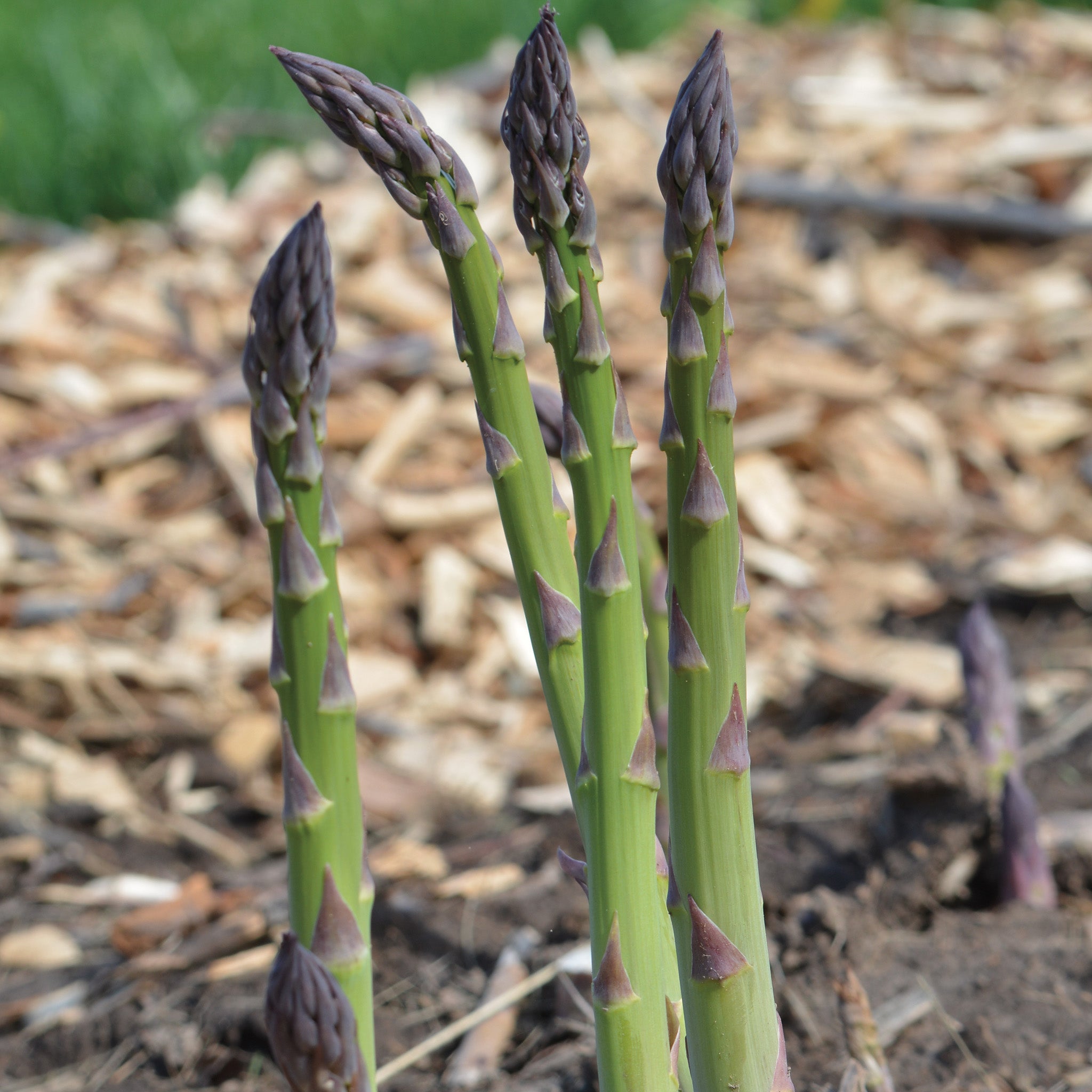 Asparagus, Mary Washington