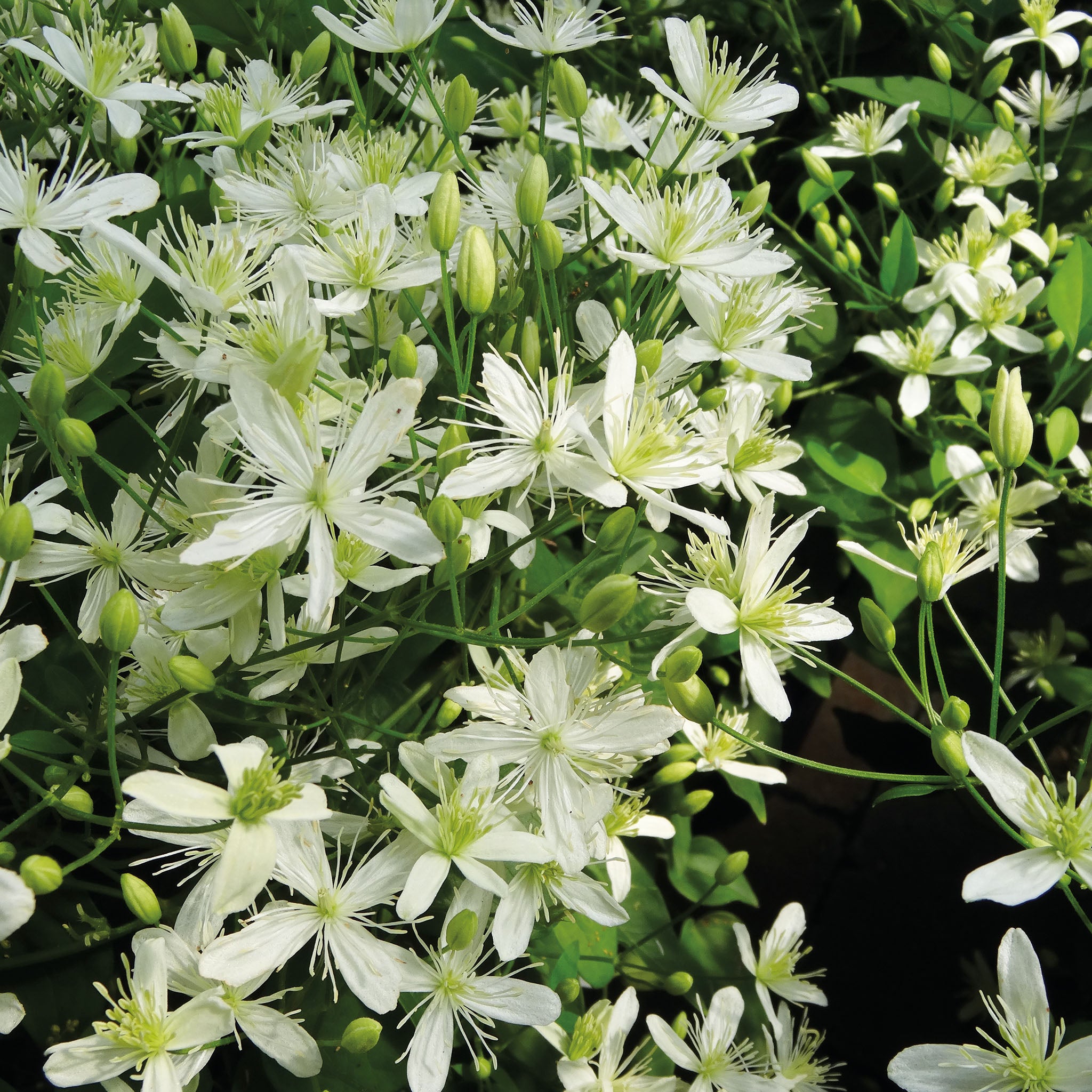 Clematis, Sweet Autumn (paniculata)