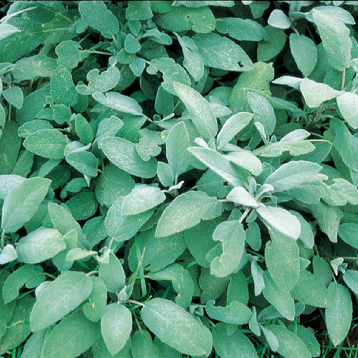 Sage
